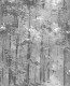 TAPETA AURORA