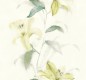 TAPETA JASMINE
